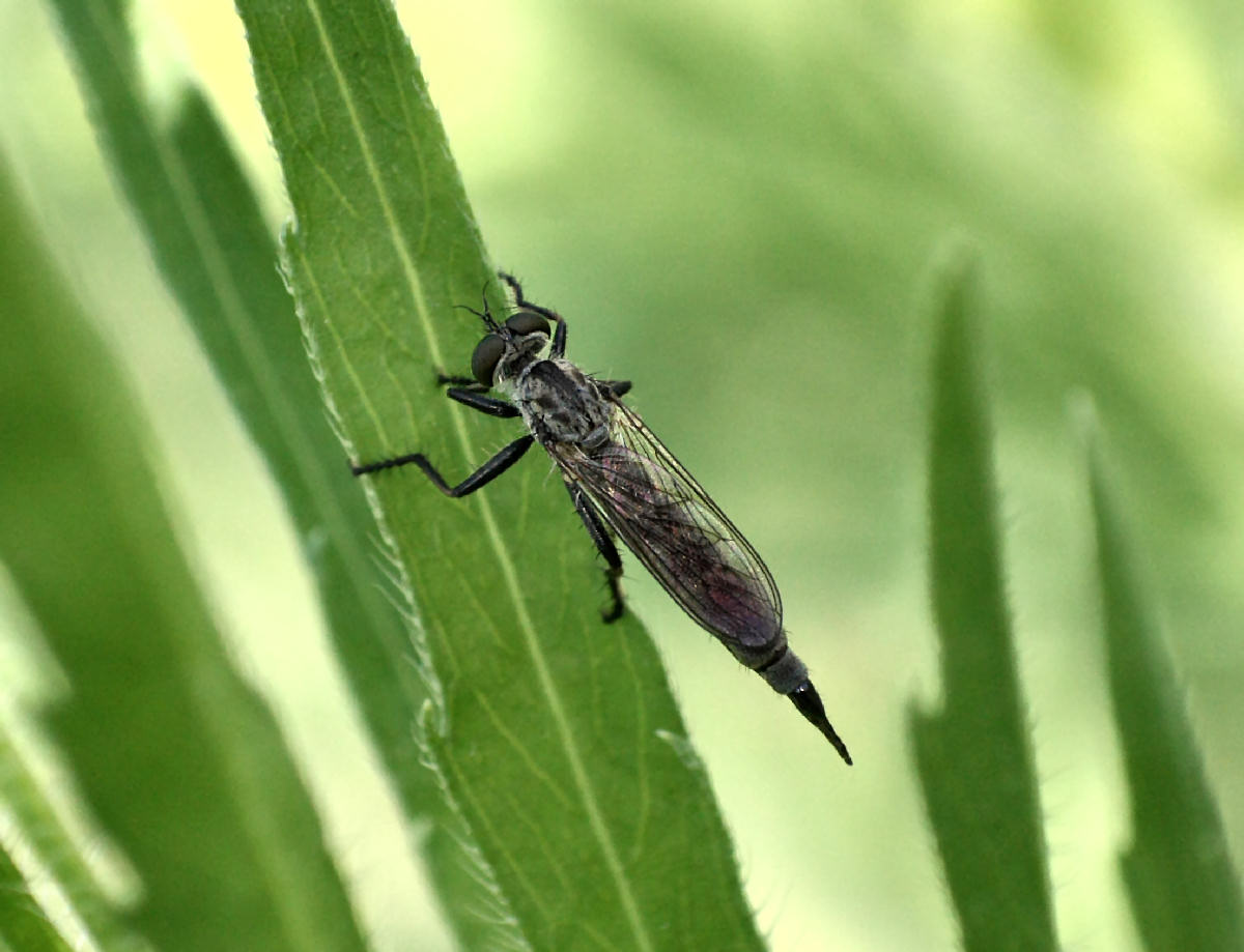dittero da identificare